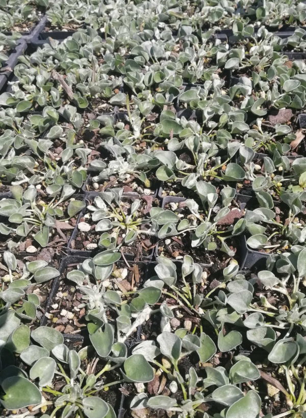 Dichondra Silver Falls. Perrenial ground cover