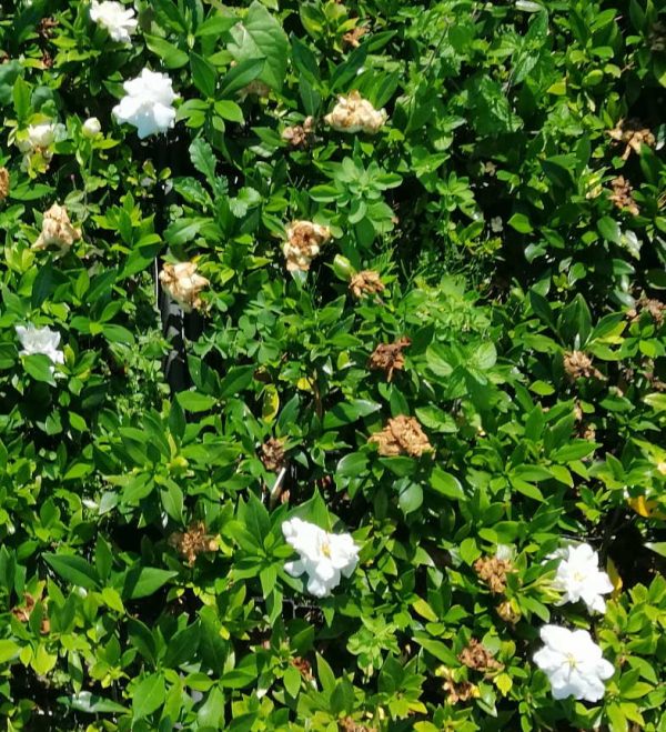 Gardenia radicans