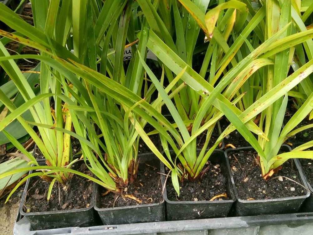 25 x Phormium cookianum Emerald Green - The GardenZone online plant website