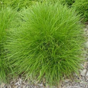 Lomandra Little Con