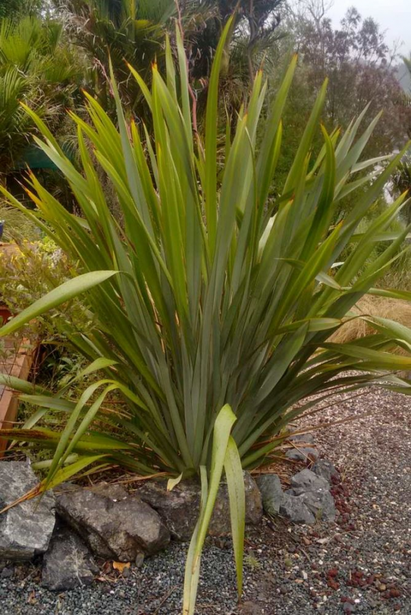 Phormium Tenax