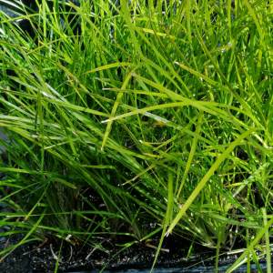 Lomandra Little Pal Foliage