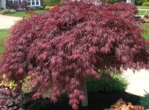 Acer dissectum purple