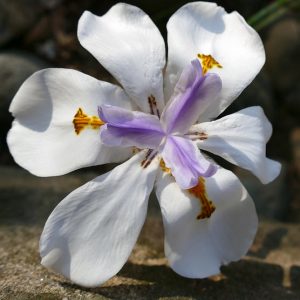 Dietes iridoides