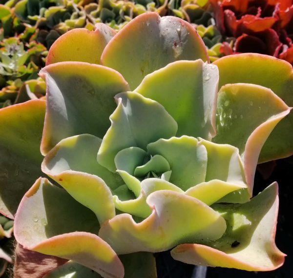 Echeveria Marshmallow