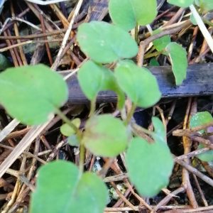 Fuschia procumbens