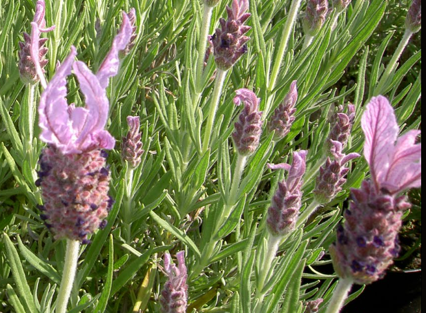 25 x Lavender Marshwood. Bright pink / mauve flowers.