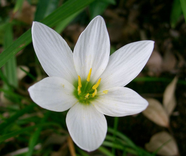 Zephranthus candida