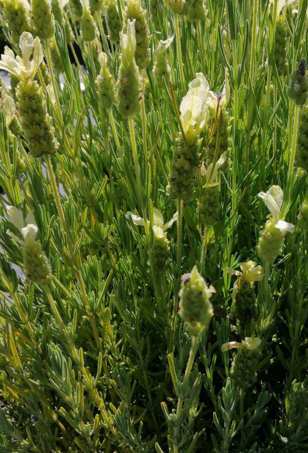 Lavandula stoechas 'Alba' (White Spanish Lavender)