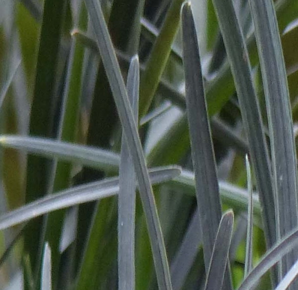 Ophiopogon 'Hosoba Kukuryu'