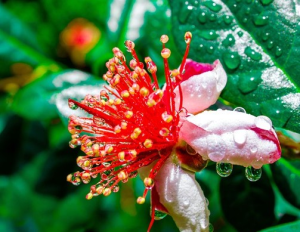 Feijoa sellowiana 